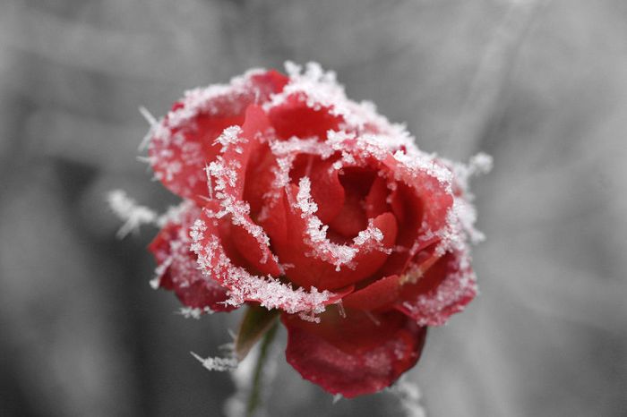 "Mit Reif vom Nebel belegte Rose." Photographer: Armin Kübelbeck, CC-BY-SA, Wikimedia Commons 