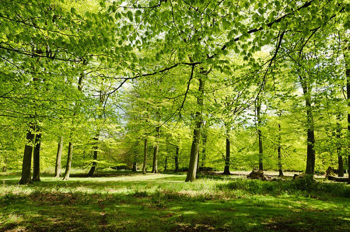 "England - English Summer Woods" courtesy of Jacopo Werther via Creative Commons: http://bit.ly/1qRZ81t