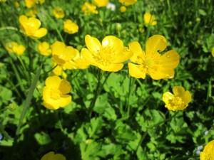 buttercups