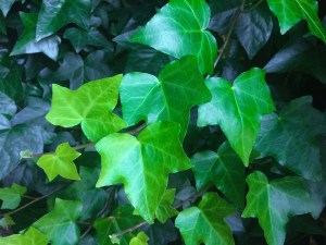 english_ivy