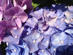 hydrangea