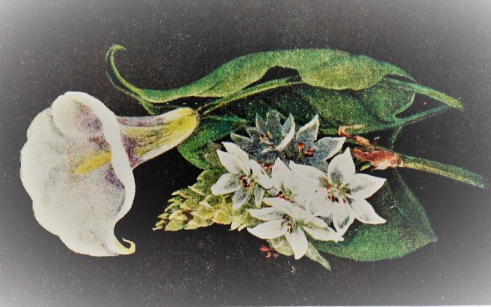 50402460188_a050fa2bfe_o