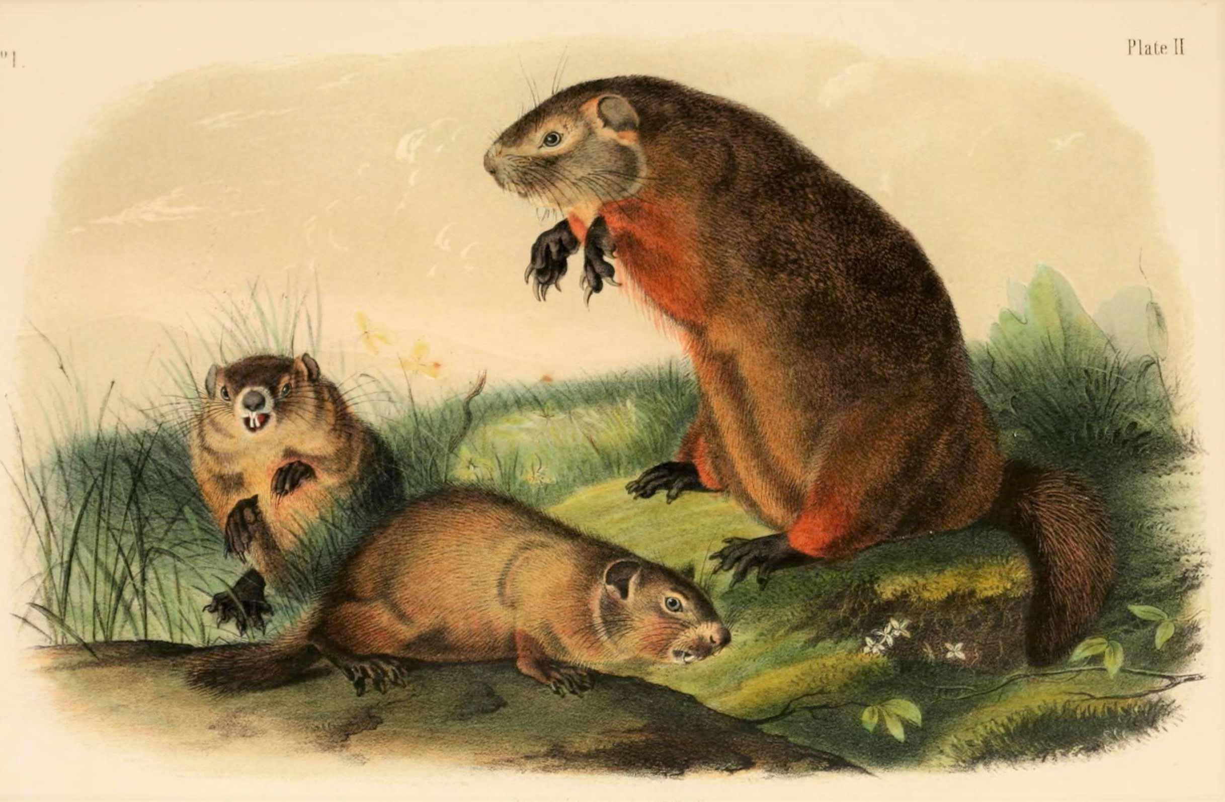 6260942220_d1f7d19eca_o