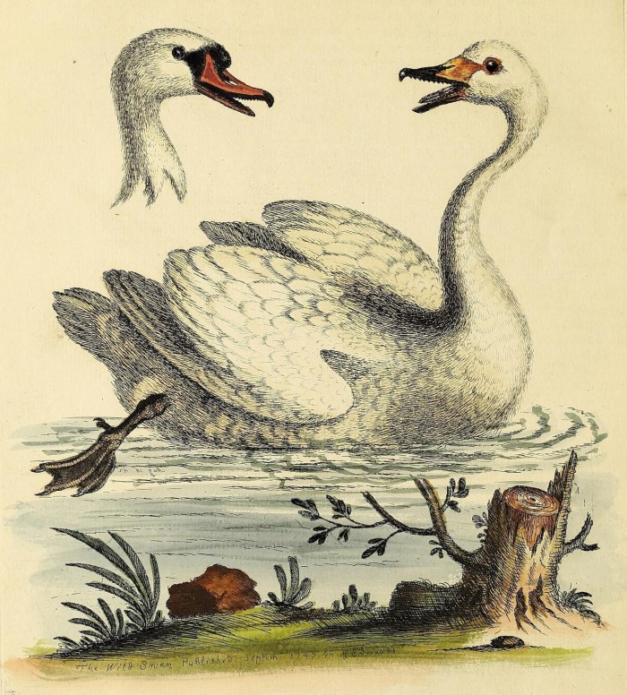 50912341532_76556cc8b9_o