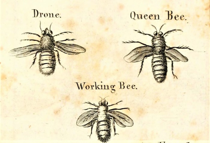 bee