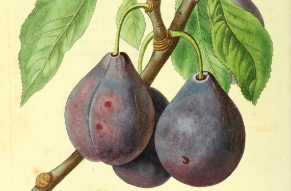 8135337911_4beaea6b74_o