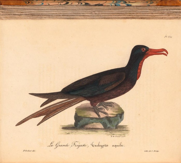 frigate bird