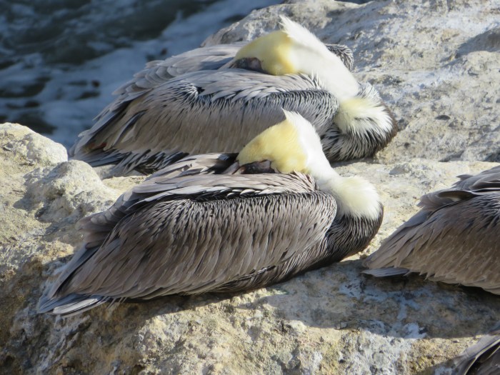 20201107042410_IMG_1298