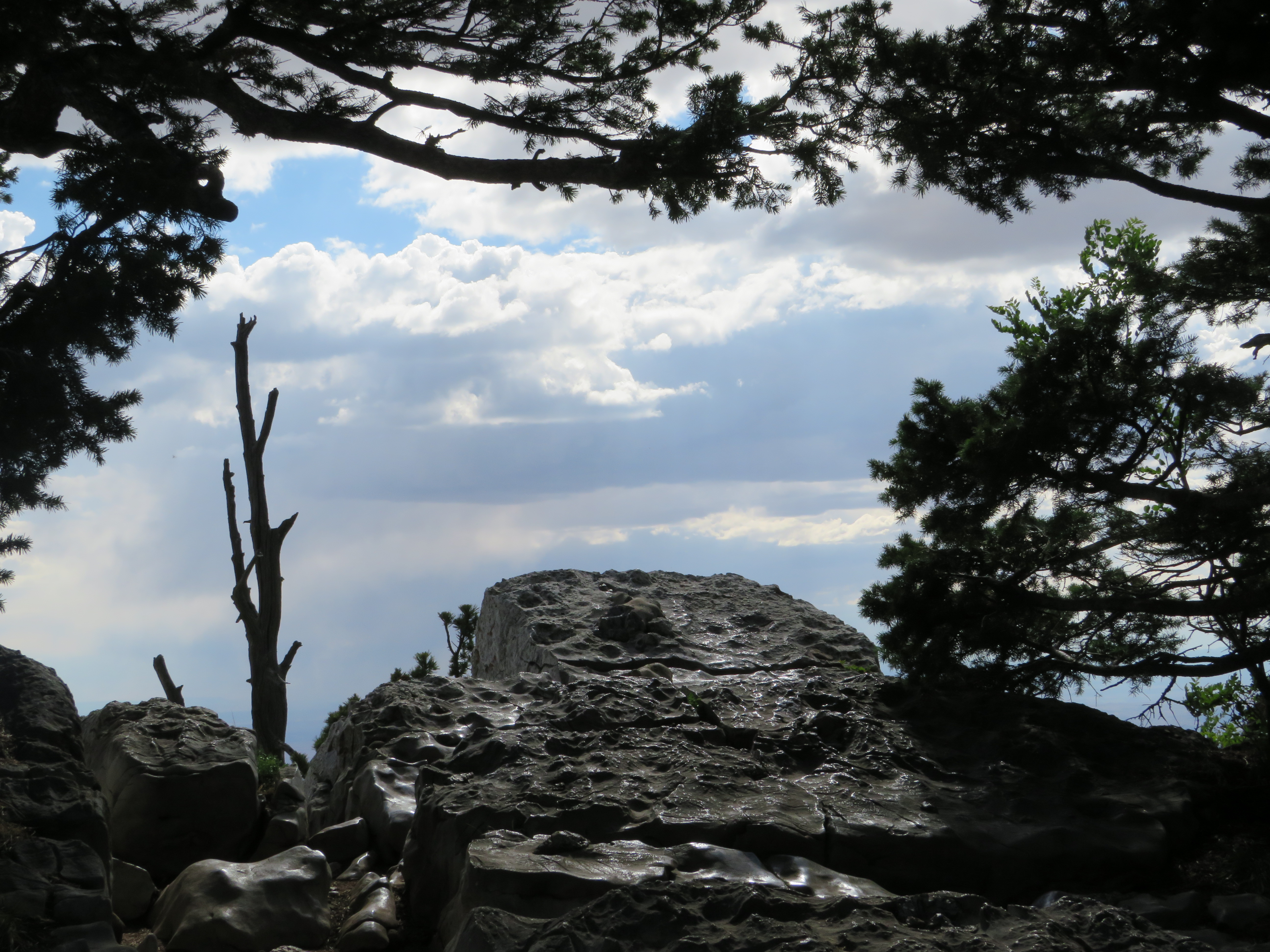 20210626045458_IMG_1981