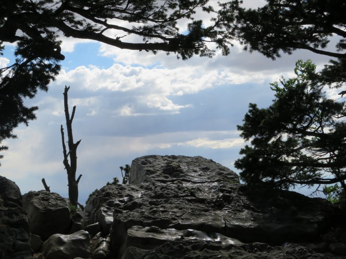 20210626045458_IMG_1981