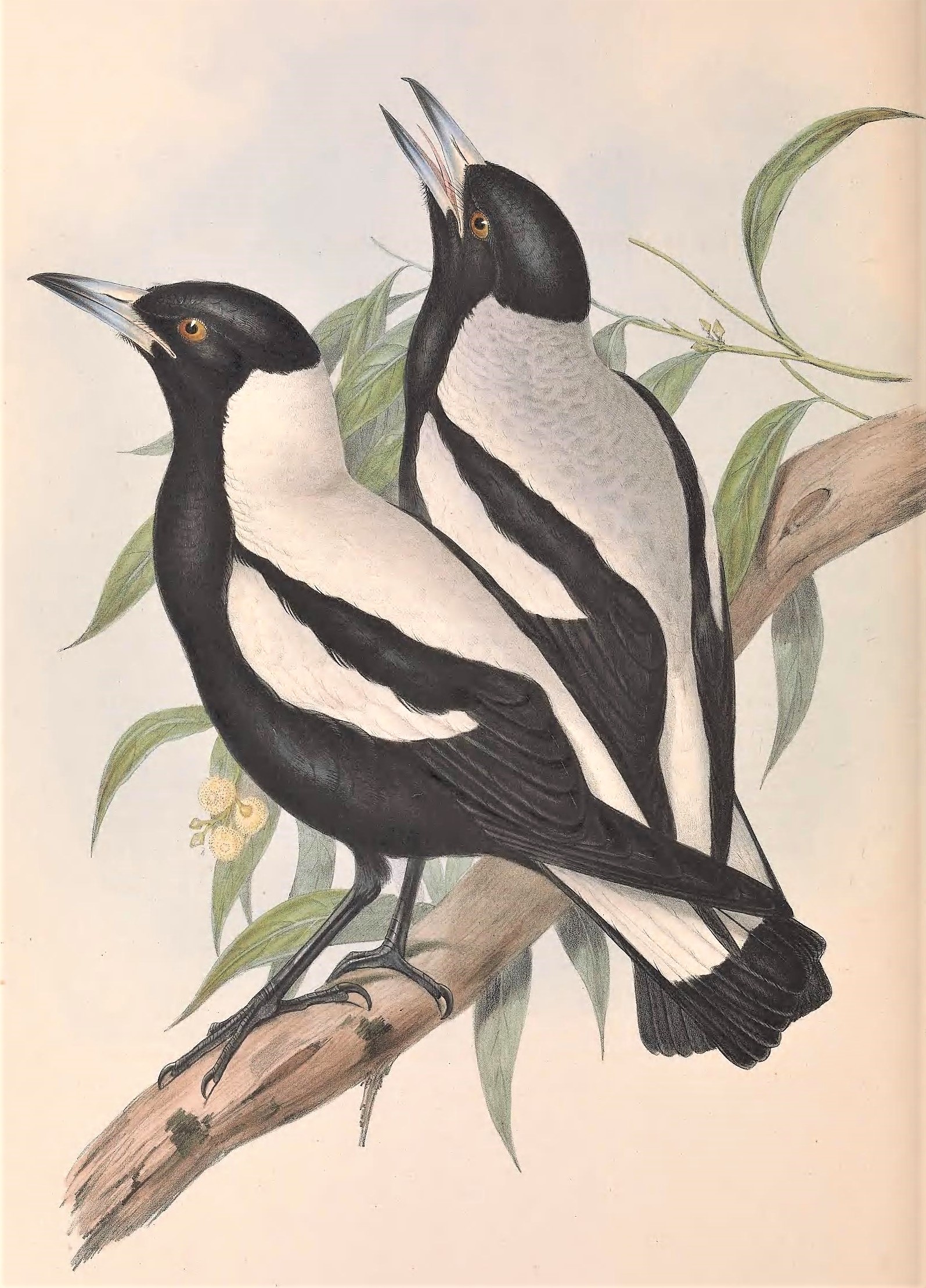 36780433052_f377933e9c_o