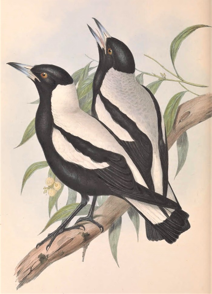 36780433052_f377933e9c_o