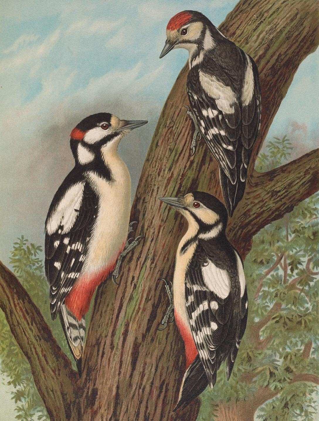 51068443446_0dee97a4bd_o