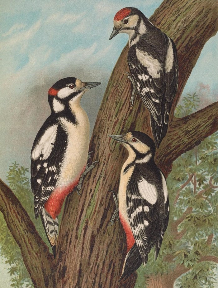 51068443446_0dee97a4bd_o