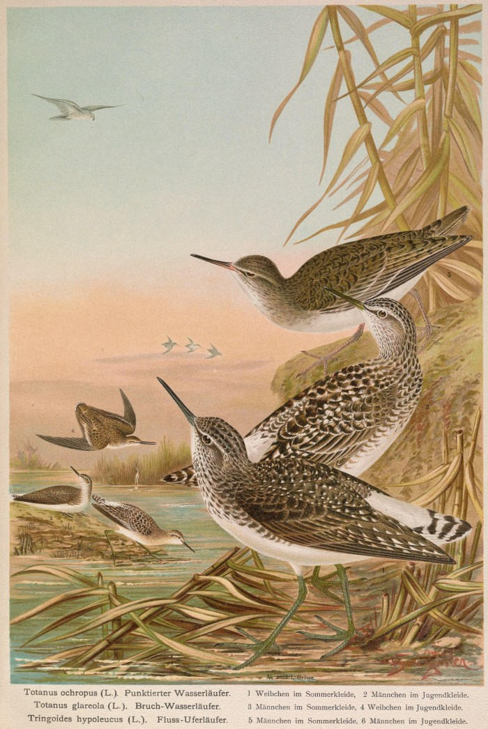 5632199255_1063c90a70_o