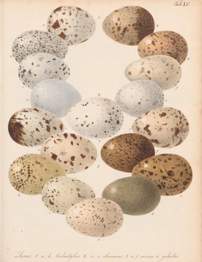 50915553268_fb40b56578_o